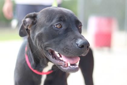Jitterbug — Aggieland Humane Society